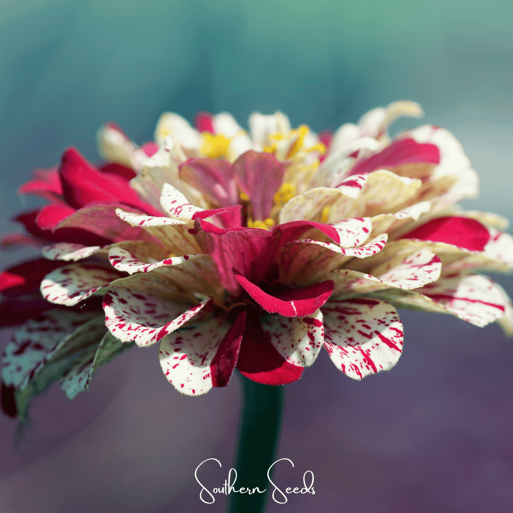 Peppermint Stick Zinnia seeds from Southern Seeds, showing vibrant pink and white striped Zinnia flower buds and green foliage.