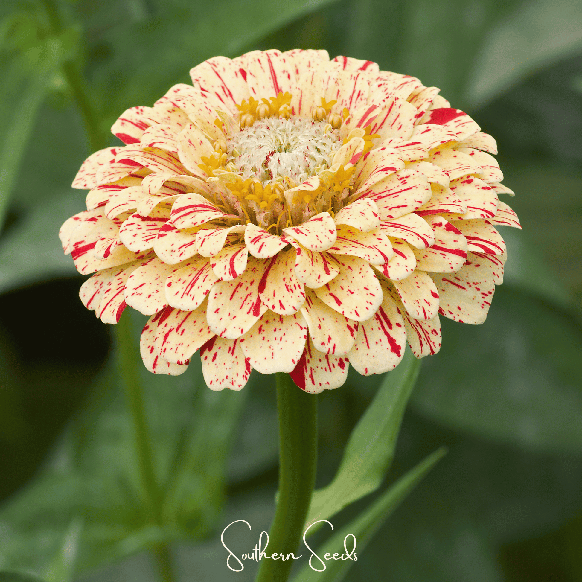 Peppermint Stick Zinnia seeds from Southern Seeds, showing vibrant pink and white striped flower bulbs for planting.