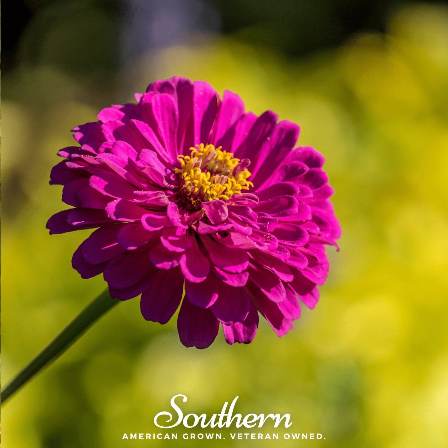 Purple Prince Zinnia flowers from Southern Seeds, showcasing vibrant purple blooms and lush green foliage, 100 seed packet.