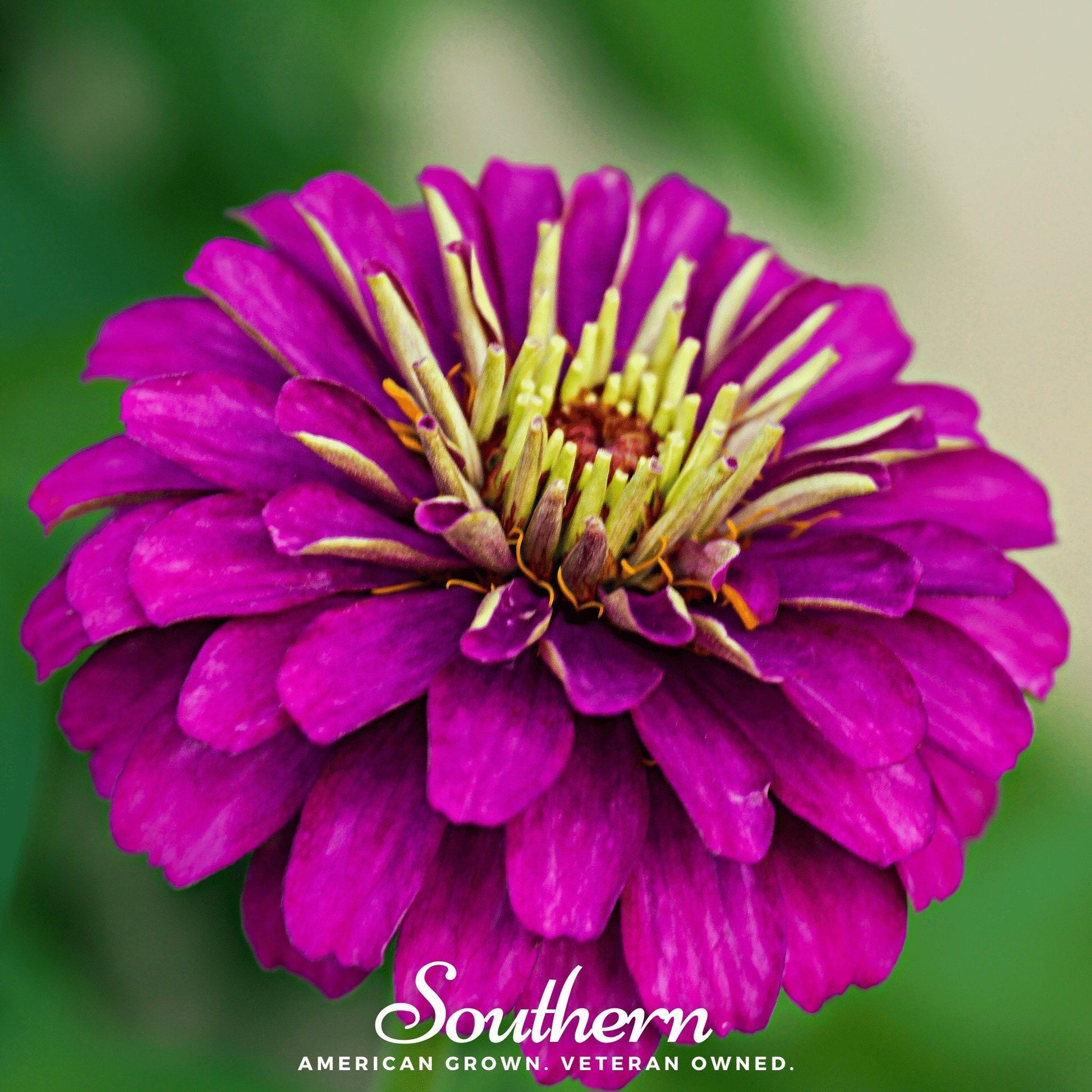 Purple Prince Zinnia from Southern Seeds, vibrant purple flower with multiple blooms, packed with 100 seeds for garden planting.
