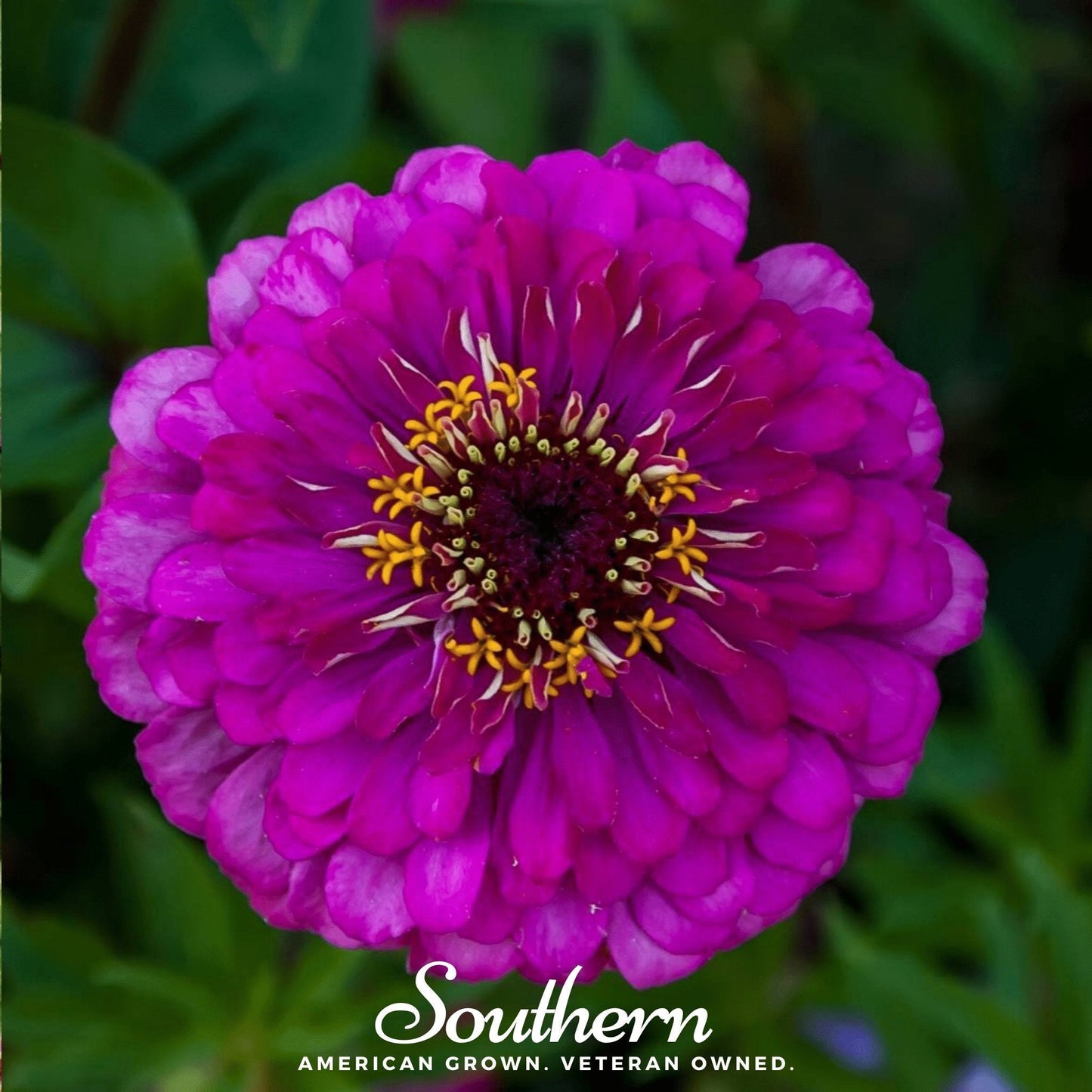 Purple Prince Zinnia, a vibrant flower from Southern Seeds, shown with lush purple blooms and green foliage on healthy plant stems.