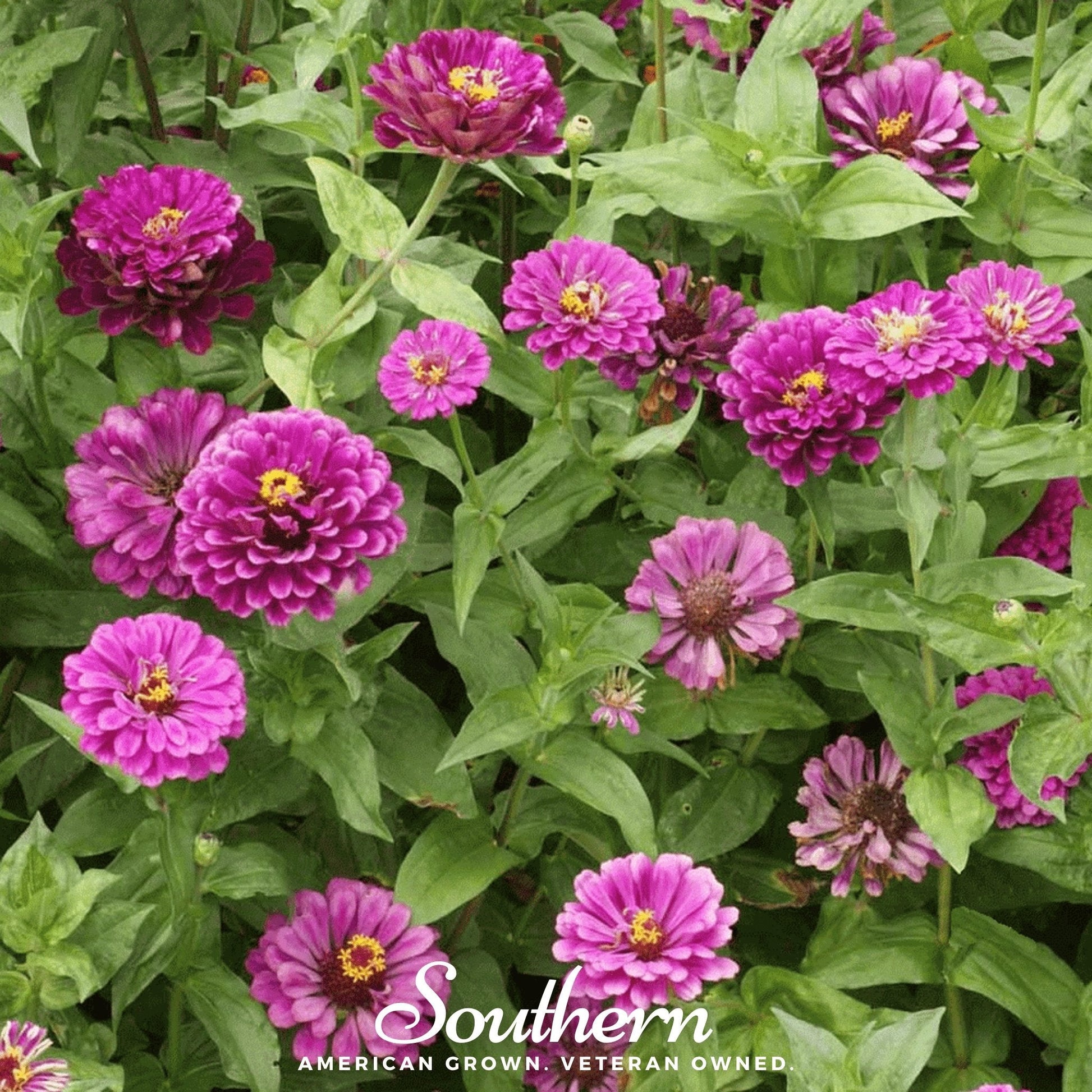 Purple Prince Zinnia from Southern Seeds, vibrant flowering plant with purple blooms, shown with seed packet and blooming flowers.