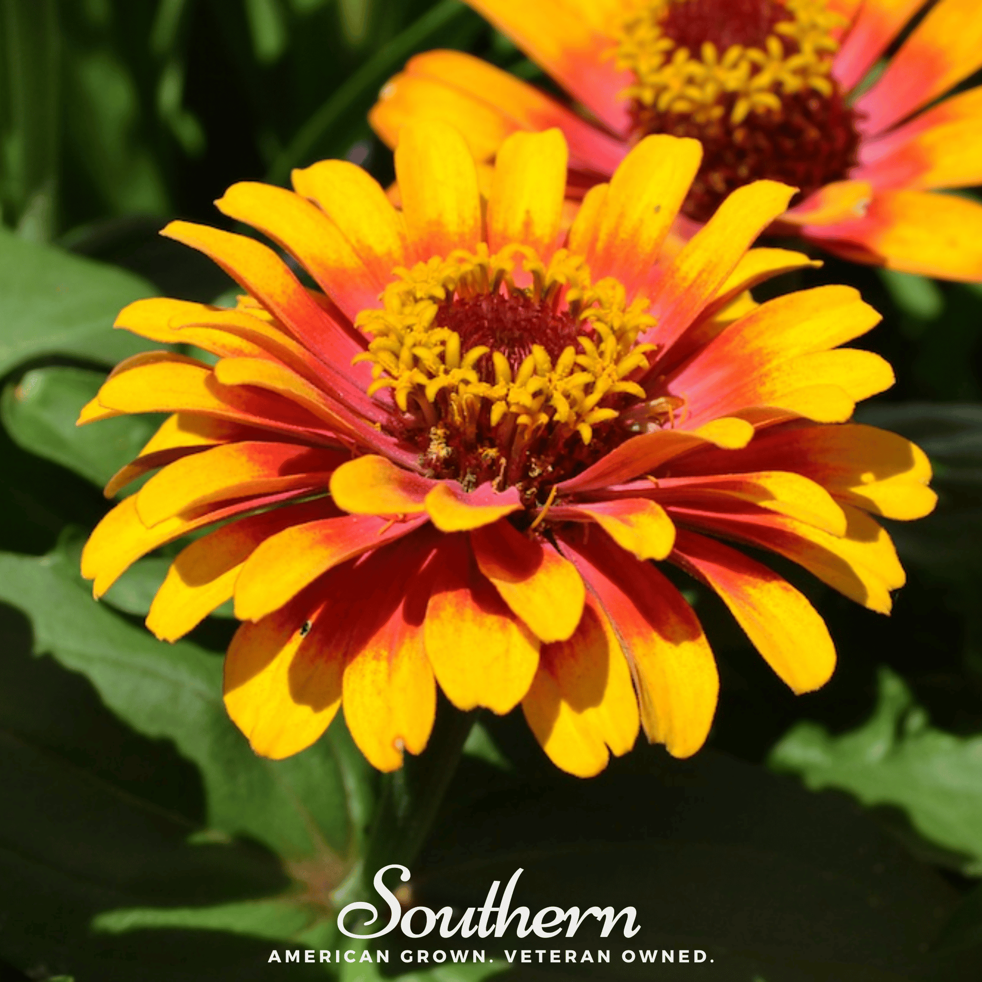 Package of Southern Seeds Zinnia Sombrero seeds showing 50 Zinnia elegans flower seeds for planting.