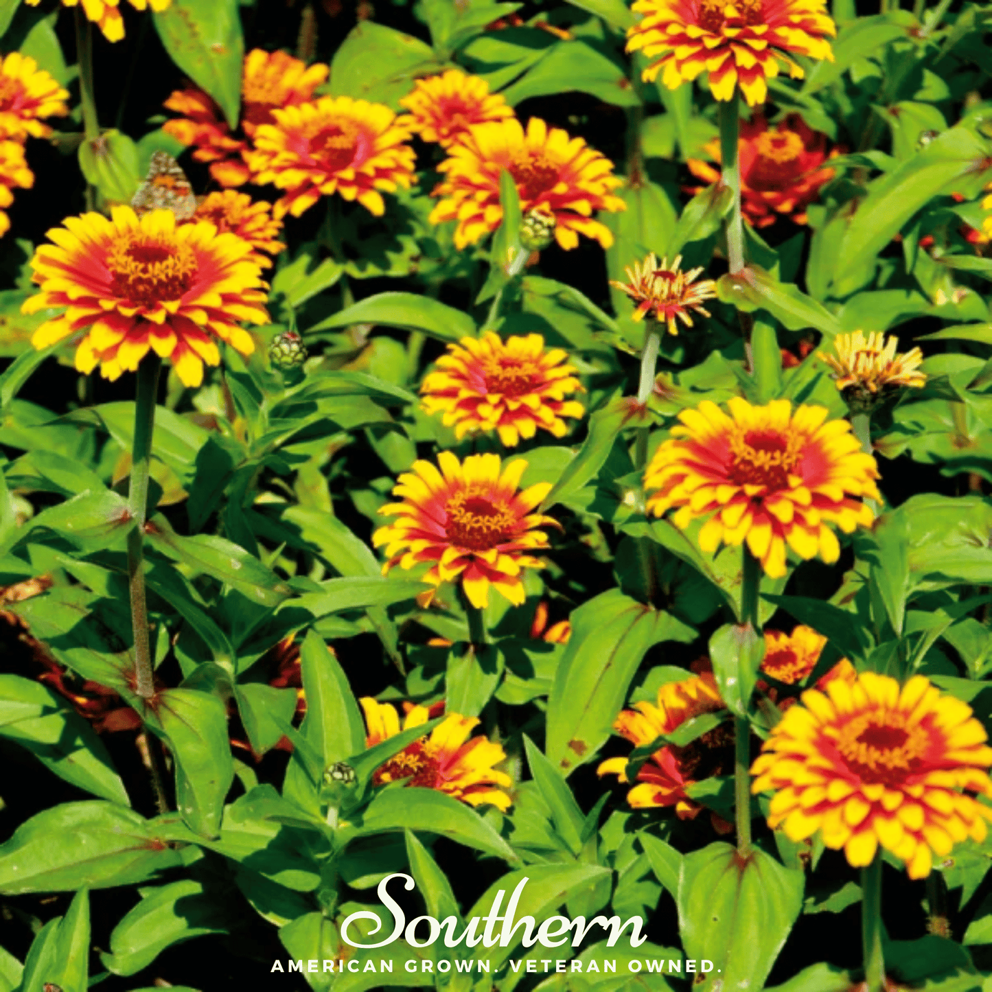 Zinnia Sombrero from Southern Seeds, a packet of 50 seeds showing vibrant orange and red Zinnia flower seeds.