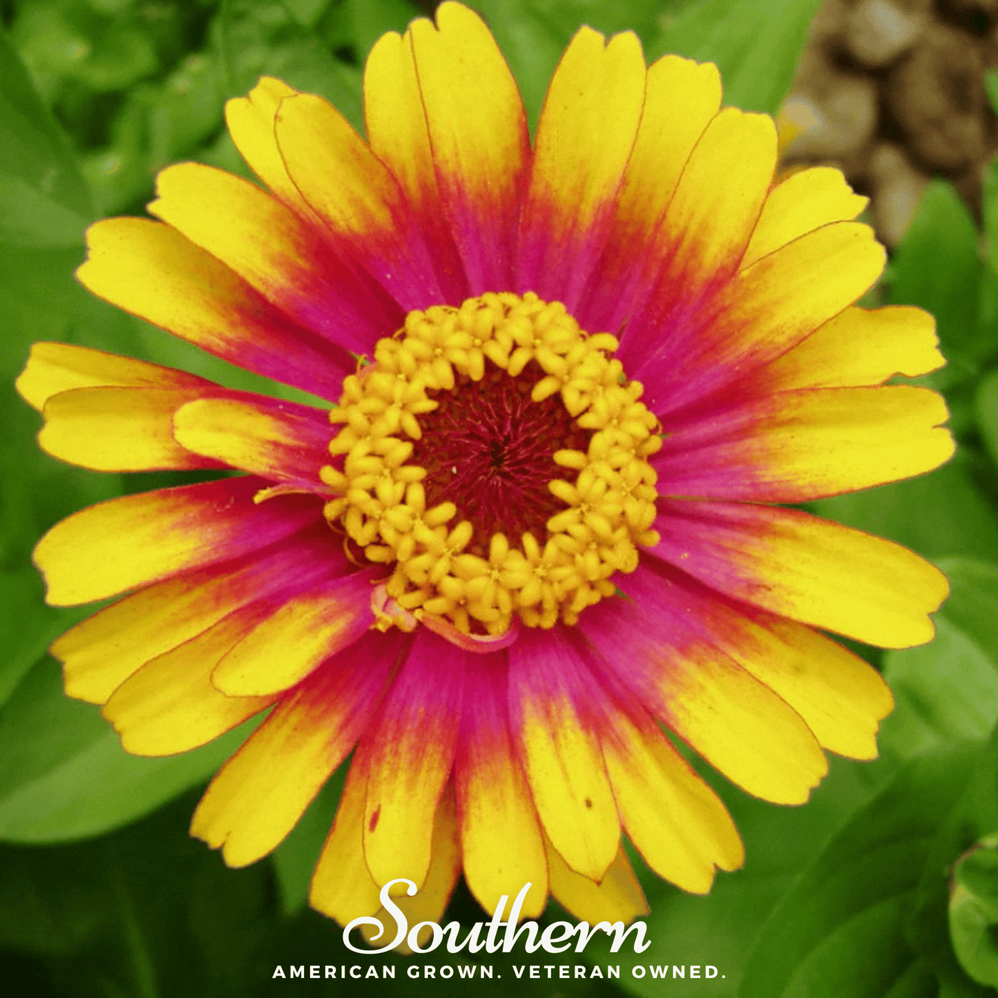 Zinnia Sombrero seed packet from Southern Seeds, featuring vibrant Zinnia elegans flowers and 50 seeds for planting.